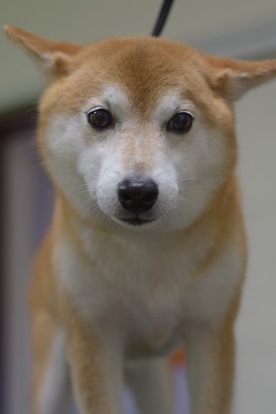 リボン♡_b0347262_16072274.jpg