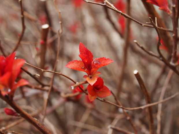 真っ赤な新芽_d0360272_20190322.jpg