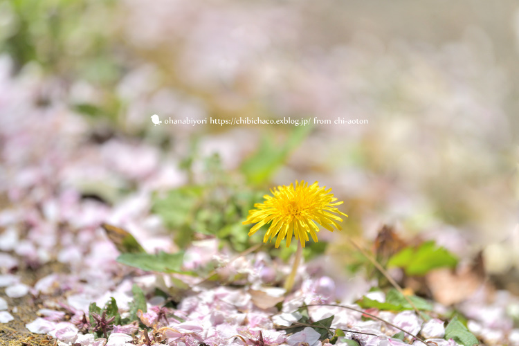 お花見のお知らせ( *´艸`)♡_c0319774_15362207.jpg
