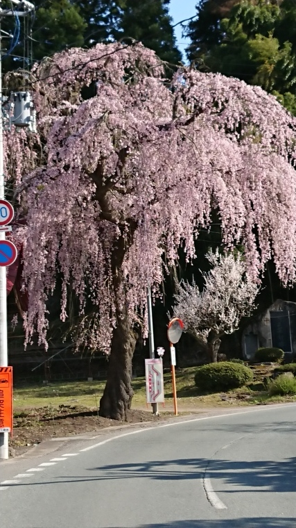桜が咲きました☺️_b0185375_18112940.jpg