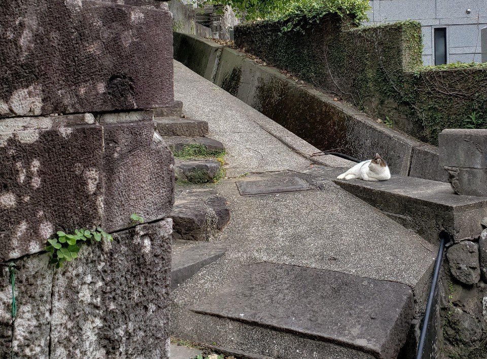 桜は葉桜寺猫さるく_c0193077_16051266.jpg