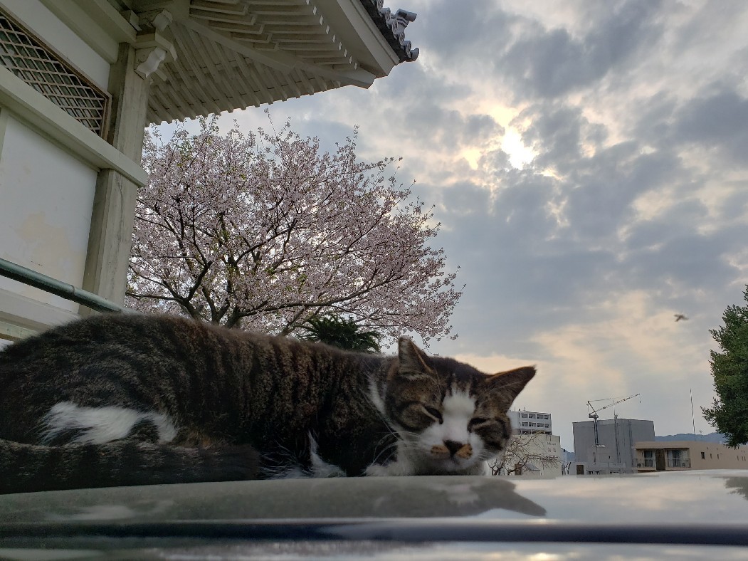 桜は葉桜寺猫さるく_c0193077_16051272.jpg
