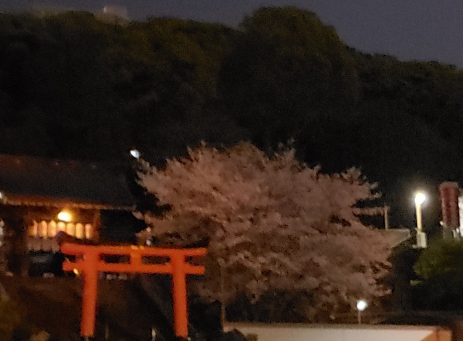 桜は葉桜寺猫さるく_c0193077_16051300.jpg