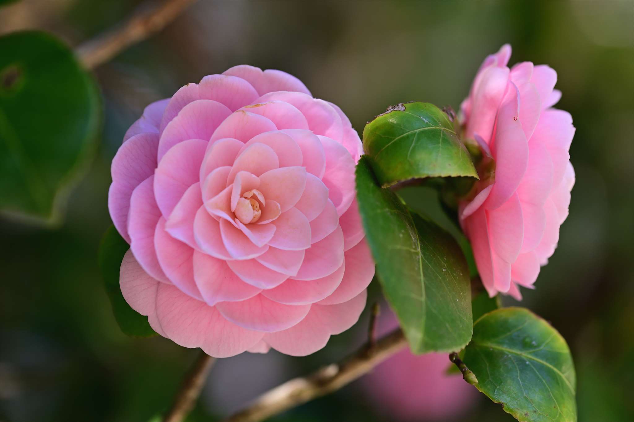 青梅周辺 赤ぼっこの花 野の花山の花ウォッチング In 奥多摩