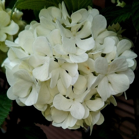 オオデマリ が満開です 健気に育つ植物たち