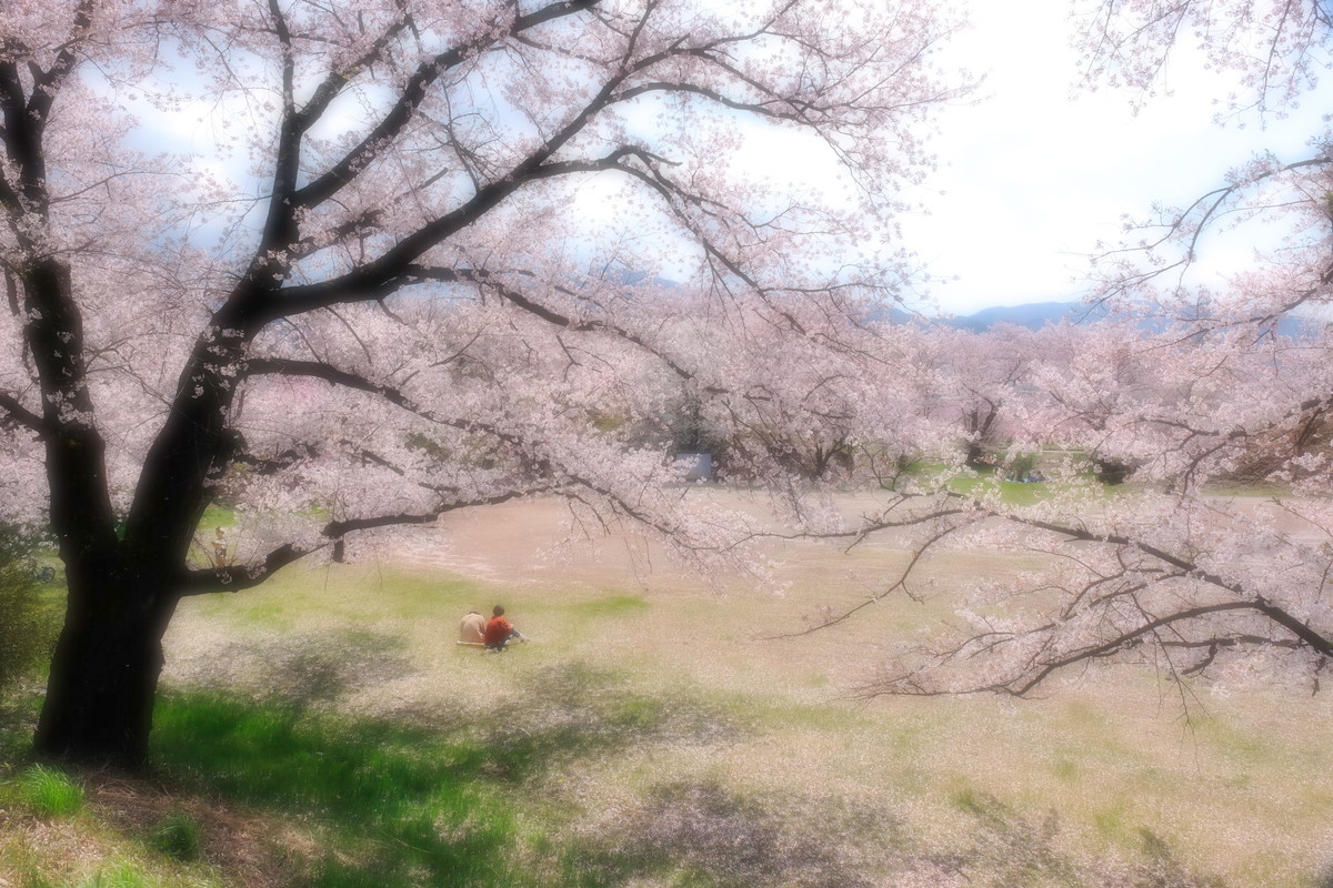 桜の園_e0126386_17364161.jpg