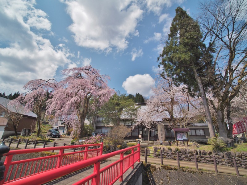 枝垂れ桜 昨日は9分咲きか ⑥_c0336902_20263359.jpg