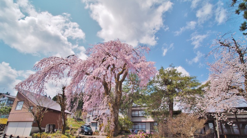 枝垂れ桜 昨日は9分咲きか ⑥_c0336902_20263902.jpg