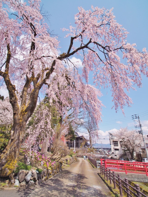 枝垂れ桜 昨日は9分咲きか ⑥_c0336902_20264300.jpg