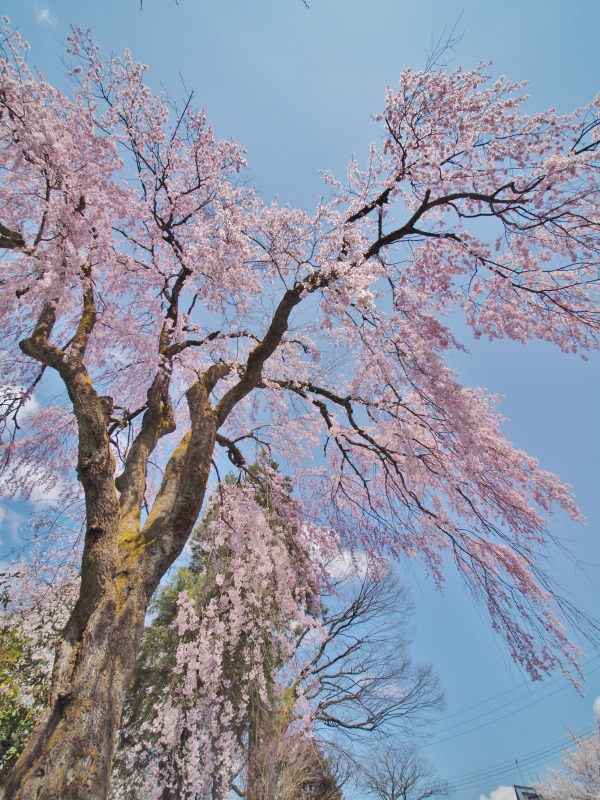 枝垂れ桜 昨日は9分咲きか ⑥_c0336902_20264843.jpg