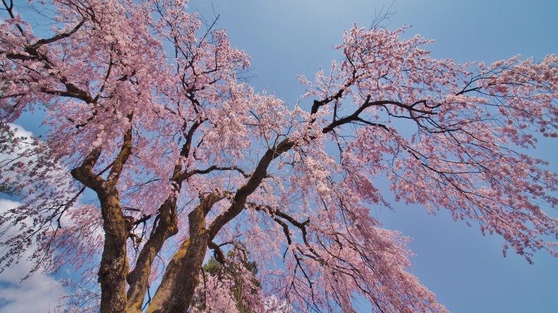 枝垂れ桜 昨日は9分咲きか ⑥_c0336902_20265283.jpg