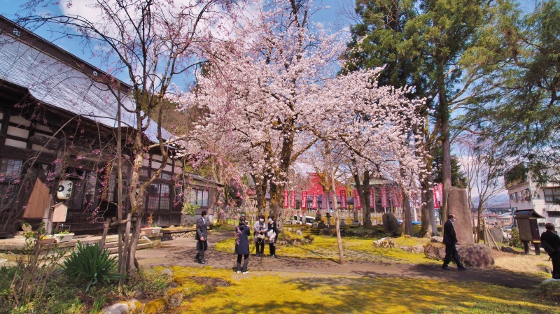 枝垂れ桜 昨日は9分咲きか ⑥_c0336902_20265691.jpg