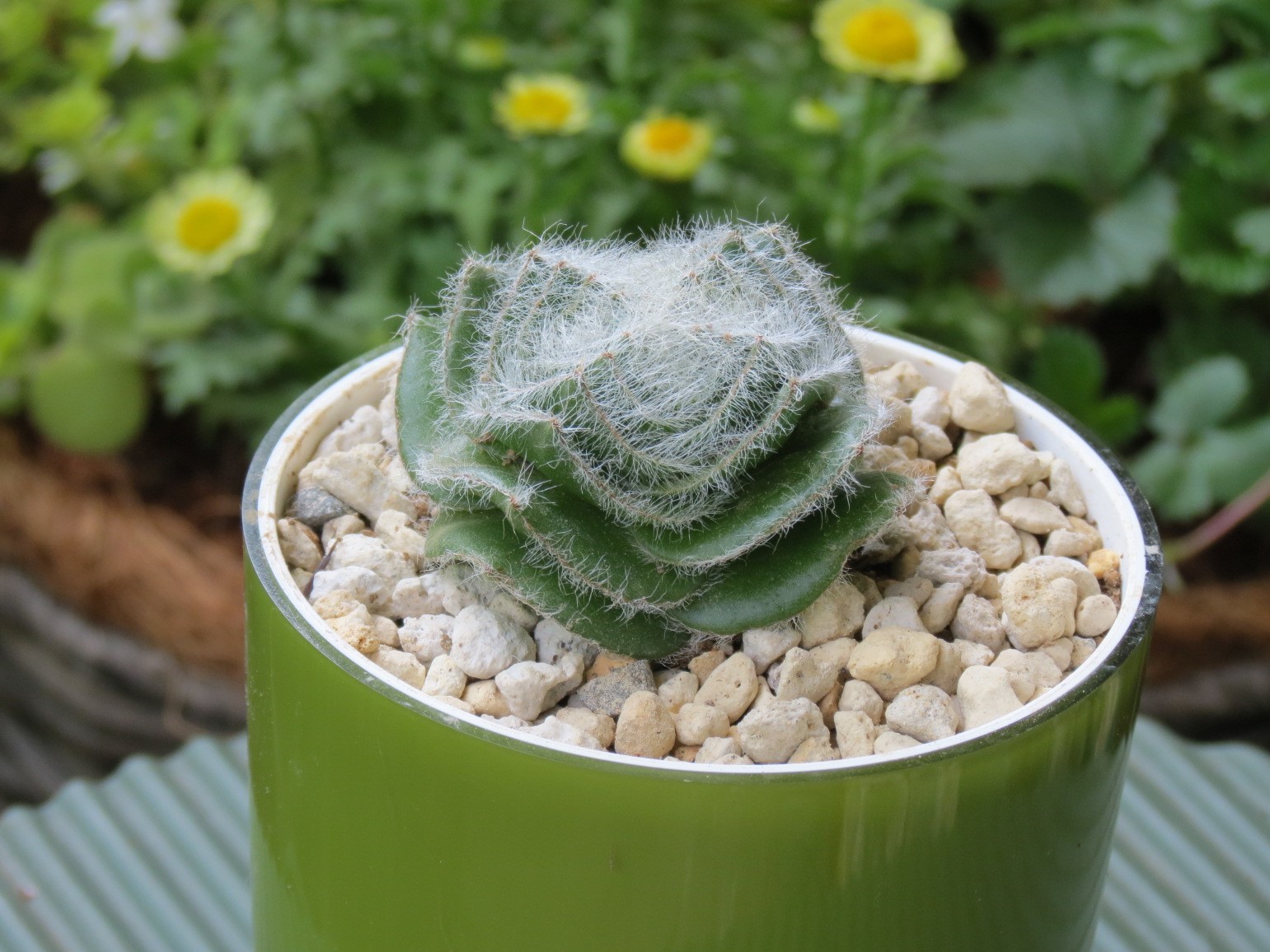 ふわふわの多肉植物クラッスラ 月光 あるまじろの庭