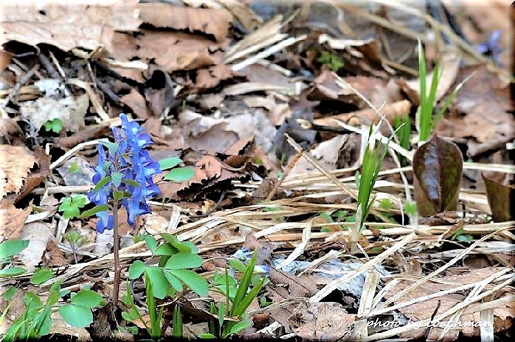 瑞穂の池 野幌森林公園 北海道photo一撮り旅 瑞穂の池 野幌森林公園 北海道photo一撮り旅