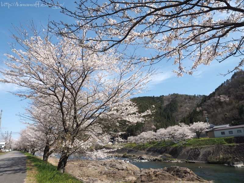 桜半分、釣り半分_b0165444_08213335.jpg