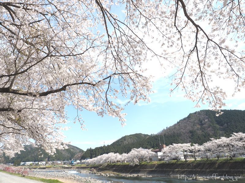 桜半分、釣り半分_b0165444_08213373.jpg