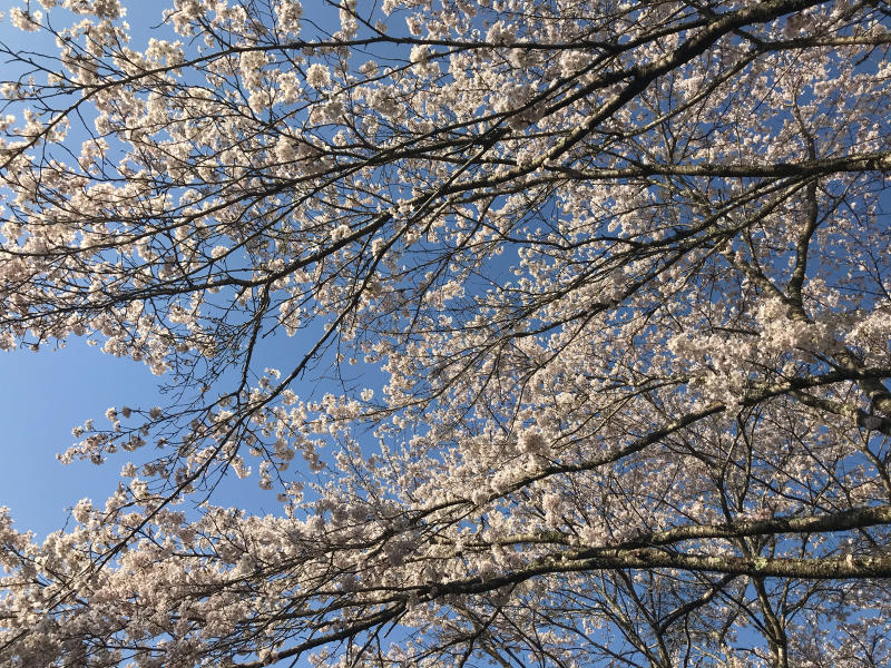 桜2020　ふるさとの桜_f0169147_10120112.jpg