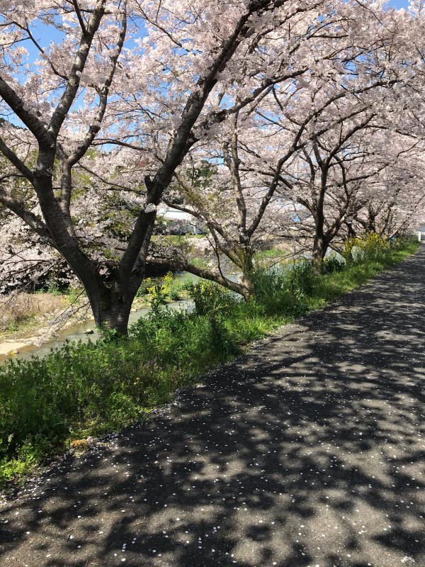 桜2020　ふるさとの桜_f0169147_10145782.jpg