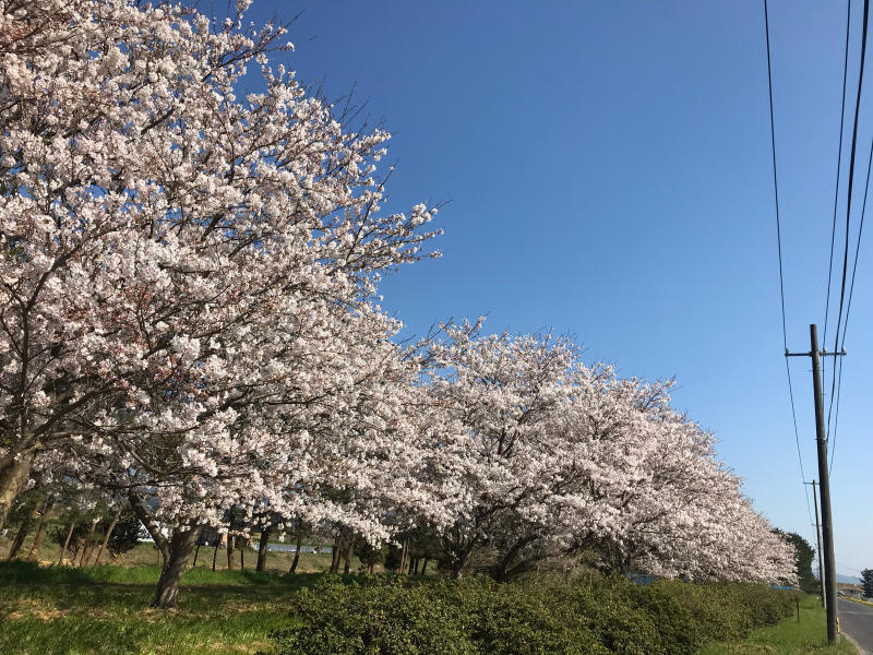 桜2020　いつもの桜並木_f0169147_10381470.jpg