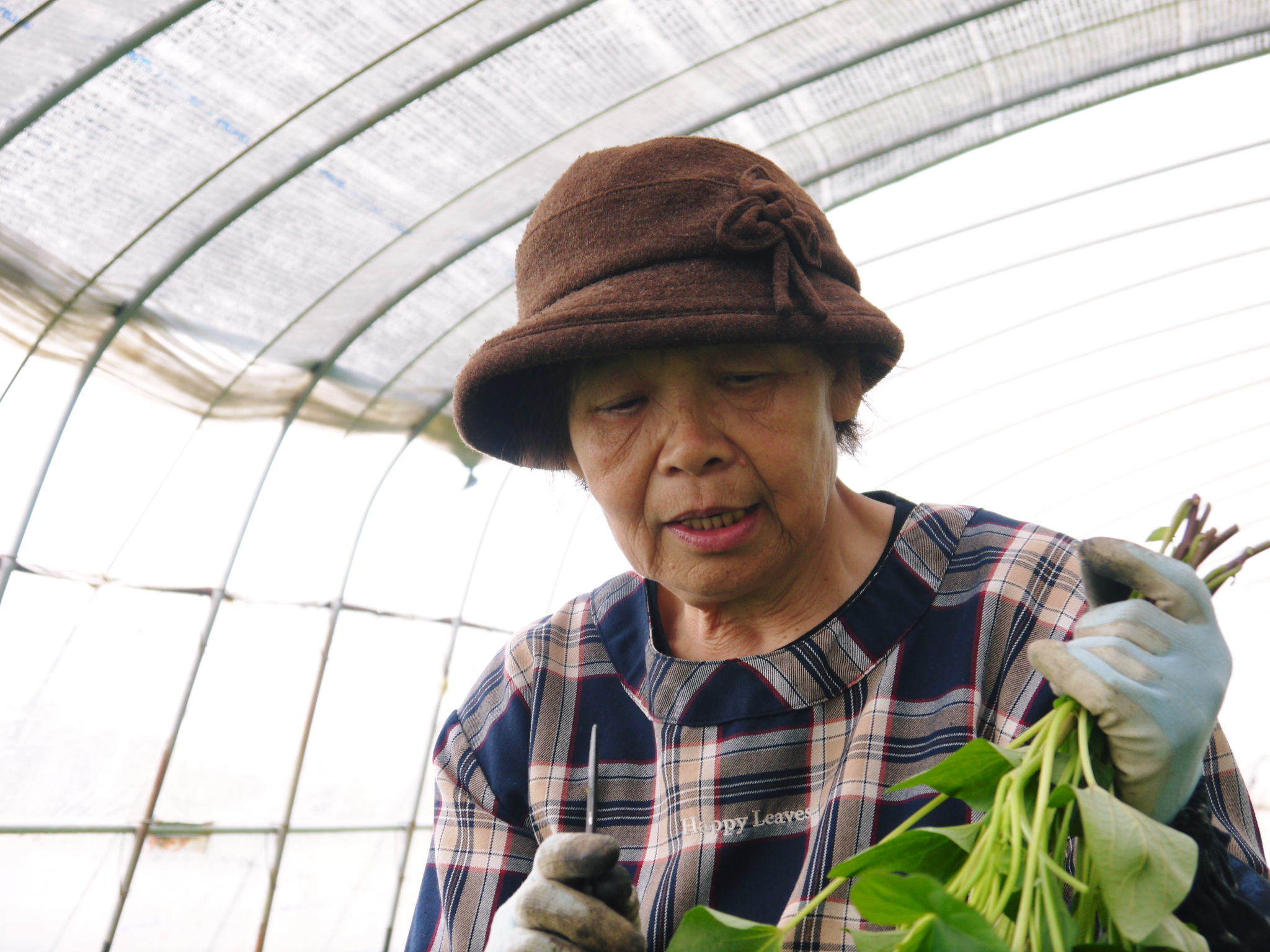 熊本産大津甘藷『からいも(サツマイモ)』 苗床での芽切り作業の様子(前編)_a0254656_18234553.jpg