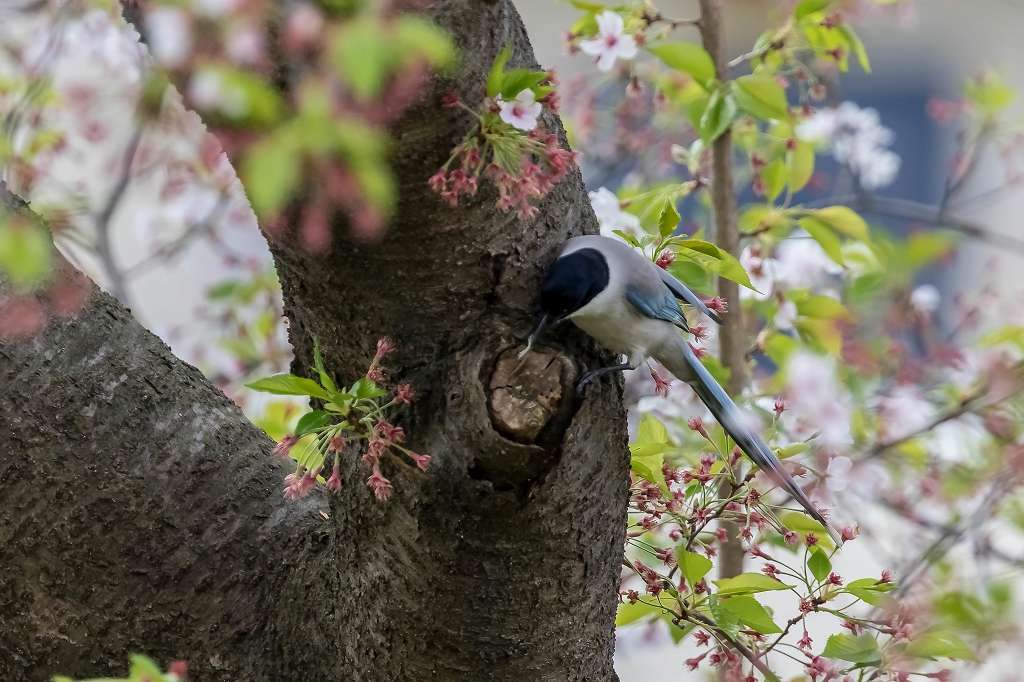 虫を食べるオナガ_f0044056_14244550.jpg