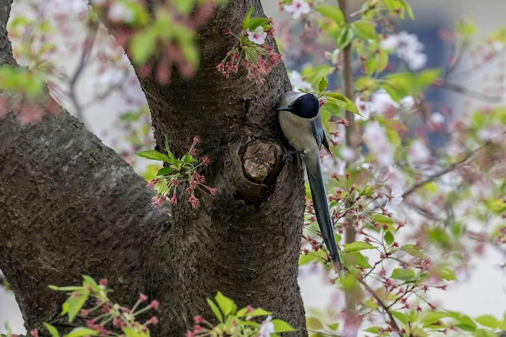 虫を食べるオナガ_f0044056_14254533.jpg