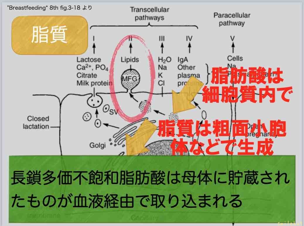 炎 かけ 乳腺 なり