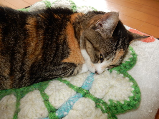 ’20,4,13(月)クロアチアの黒猫!とタケノコ_f0060461_10155236.jpg