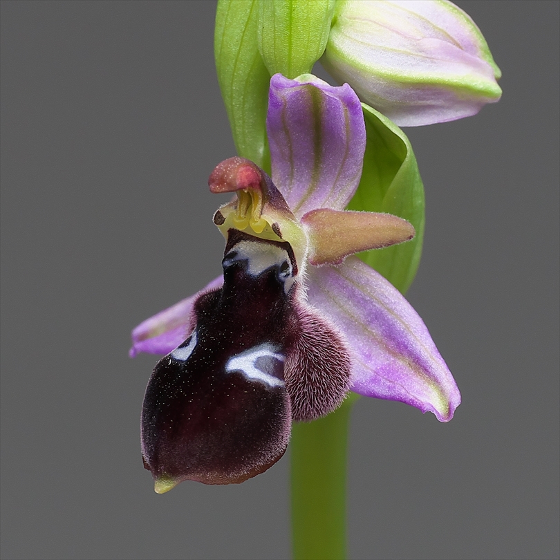 Ophrys reinholdii : 花咲かじいちゃん洋らん栽培