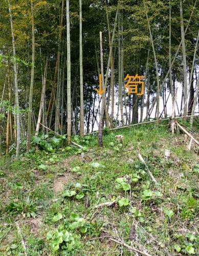 筍_d0195183_00063004.jpg