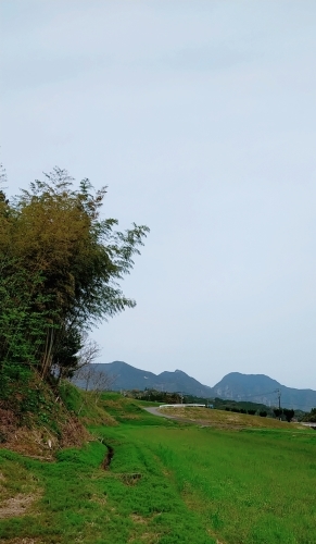 筍_d0195183_00064398.jpg