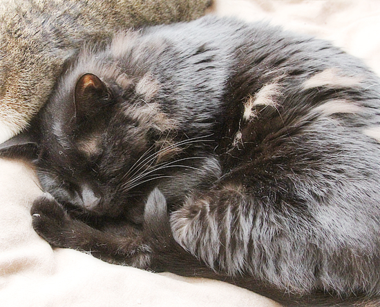 猫だんご_a0389088_10451411.jpg
