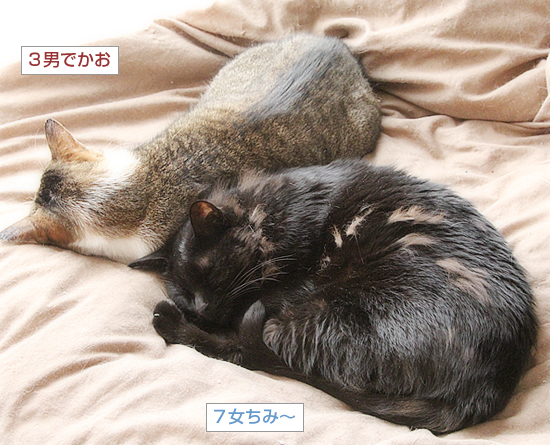 猫だんご_a0389088_10451432.jpg