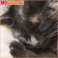 猫だんご_a0389088_10451435.jpg