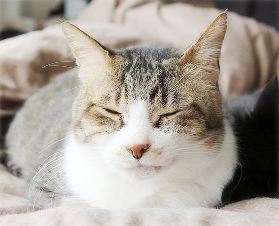 猫だんご_a0389088_10451499.jpg