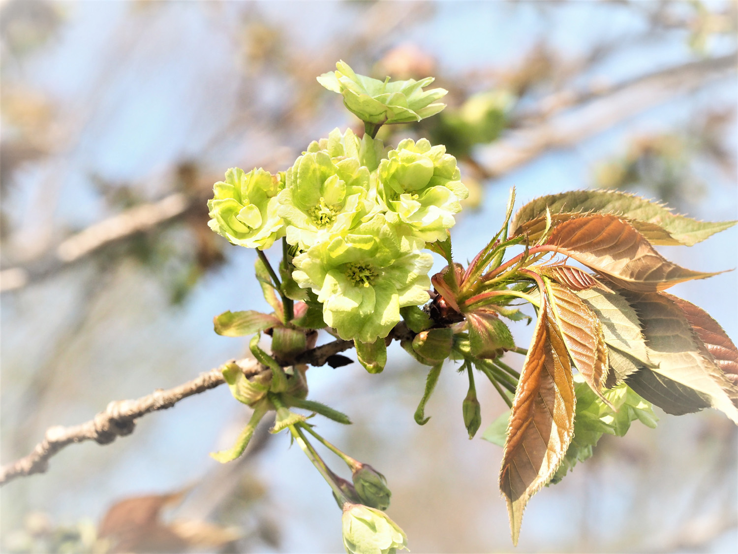 芝桜　古来桜_e0254493_11135325.jpg