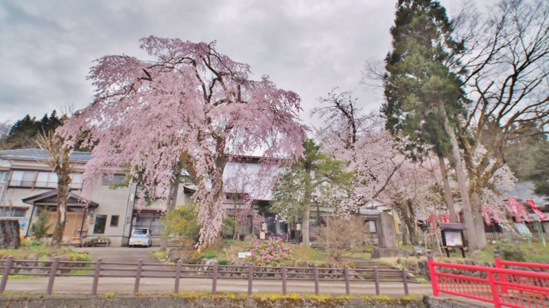 昨日は「お花見散歩」へ_c0336902_20534705.jpg