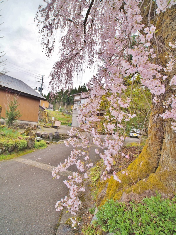 昨日は「お花見散歩」へ_c0336902_20535181.jpg