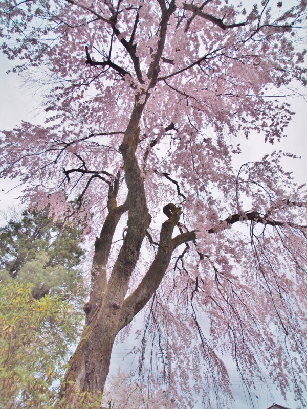 昨日は「お花見散歩」へ_c0336902_20535606.jpg