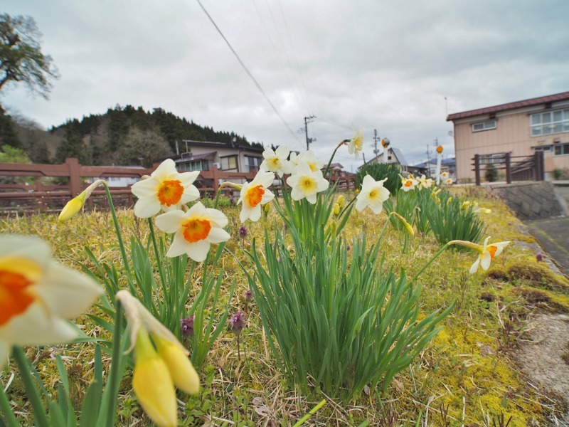 昨日は「お花見散歩」へ_c0336902_20542082.jpg