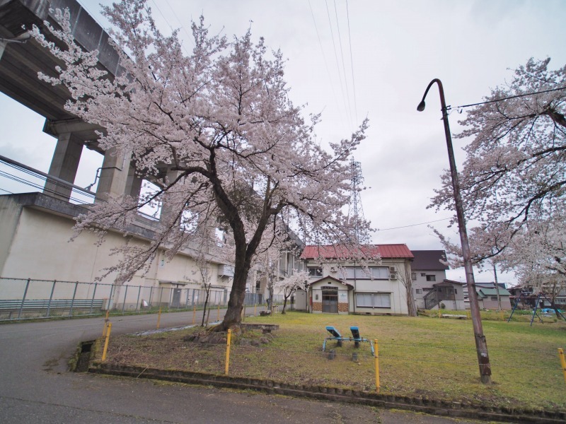 昨日は「お花見散歩」へ_c0336902_20554689.jpg