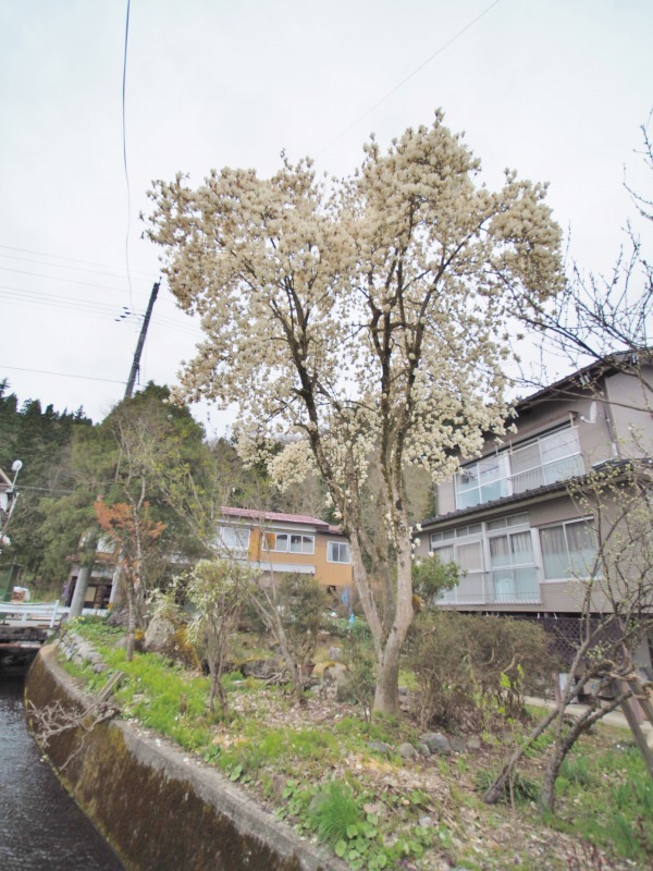 昨日は「お花見散歩」へ_c0336902_20555018.jpg