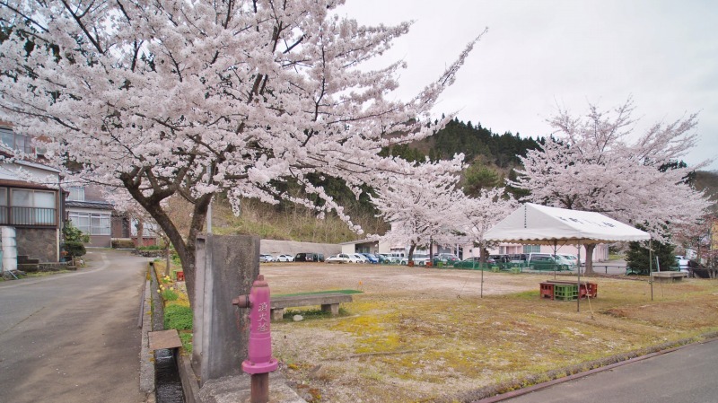昨日は「お花見散歩」へ_c0336902_20555481.jpg