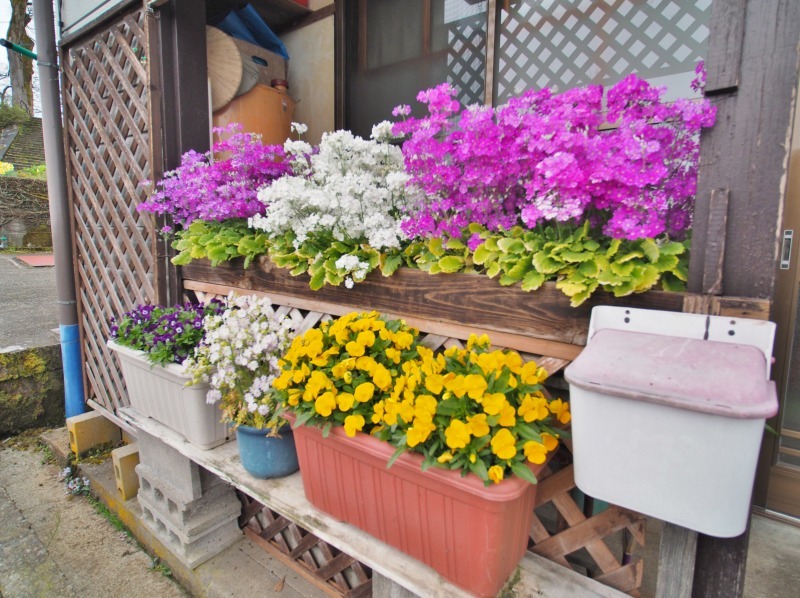 昨日は「お花見散歩」へ_c0336902_20555829.jpg