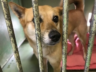 【犬猫・移動先募集】今は犬は2頭だけです(4/14訪問)_f0242002_10125945.jpg