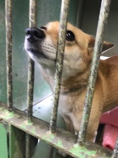 【犬猫・移動先募集】今は犬は2頭だけです(4/14訪問)_f0242002_10130846.jpg