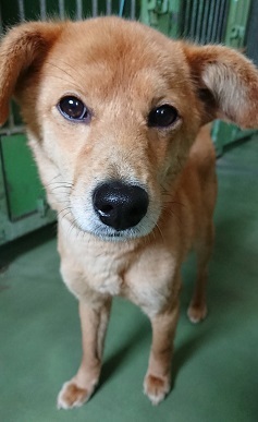 【犬猫・移動先募集】今は犬は2頭だけです(4/14訪問)_f0242002_10164740.jpg