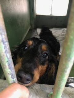 【犬猫・移動先募集】今は犬は2頭だけです(4/14訪問)_f0242002_10271748.jpg