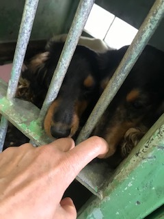 【犬猫・移動先募集】今は犬は2頭だけです(4/14訪問)_f0242002_10272439.jpg
