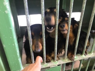 【犬猫・移動先募集】今は犬は2頭だけです(4/14訪問)_f0242002_10275996.jpg